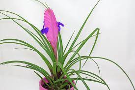 4" Tillandsia Purple Quill
